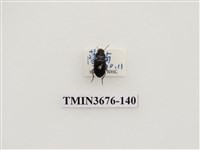 藏品(步行蟲(2))的圖片